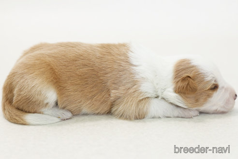 成約済の神奈川県のボーダーコリー-377231の4枚目